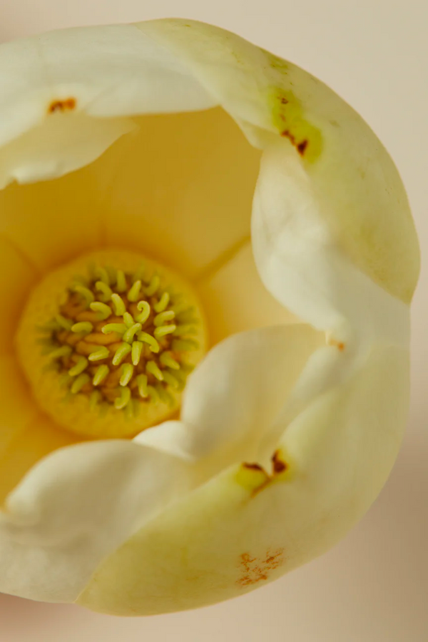 Ayu Ayuverdic Scented Candle - Magnolia